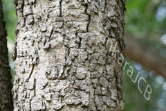 Albizia lebbeck